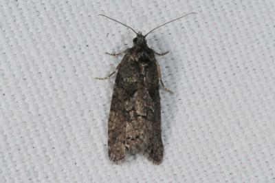 Cnephasia