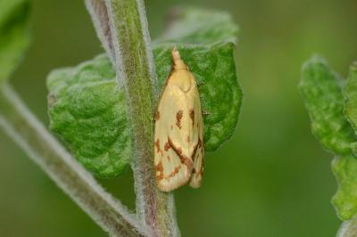 Agapeta hamana