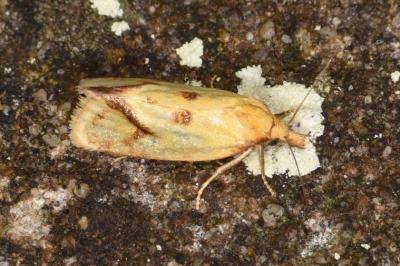 Agapeta hamana
