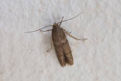 Blastobasis phycidella