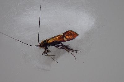 Nemophora raddaella