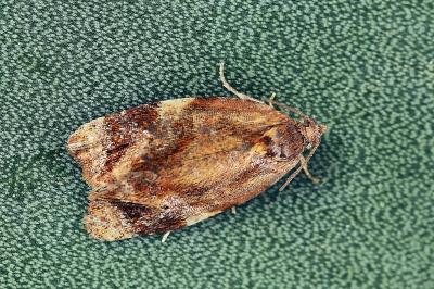 Ditula angustiorana