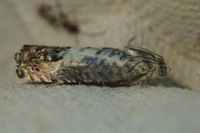 Pammene fasciana