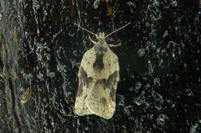 Acleris kochiella