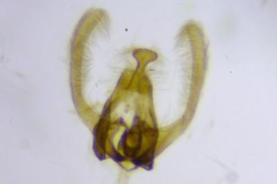 Endothenia