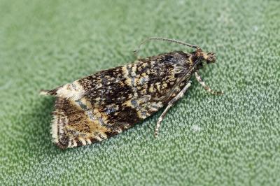 Celypha lacunana