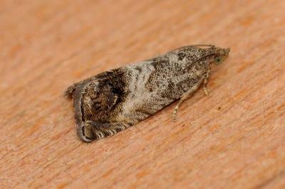 Cydia splendana