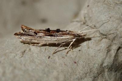 Ypsolopha scabrella