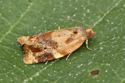 Ditula angustiorana