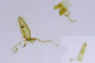 Aproaerema coronillella