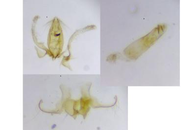 Aproaerema coronillella