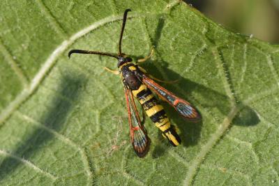 Synanthedon theryi