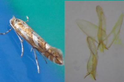 Phyllonorycter mespilella