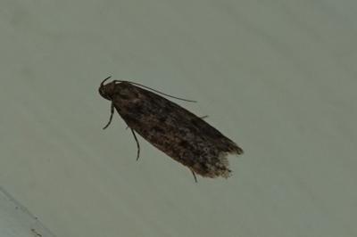 Hofmannophila pseudospretella