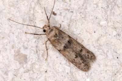 Blastobasis phycidella