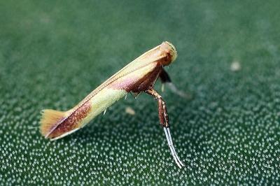 Caloptilia
