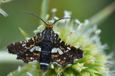 Thyrididae