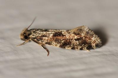 Nemapogon granellus
