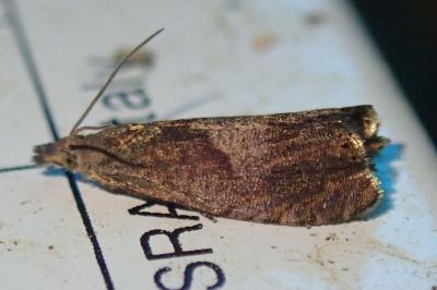 Dichrorampha simpliciana