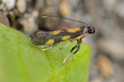 Euspilapteryx auroguttella
