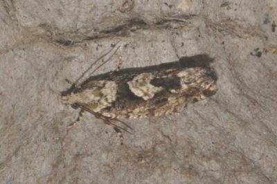 Zeiraphera isertana