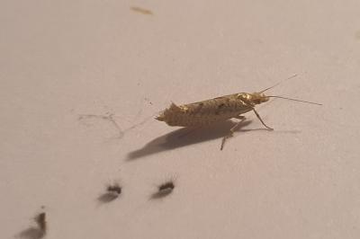 Ypsolopha alpella