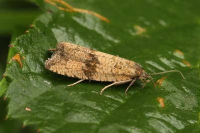Celypha striana