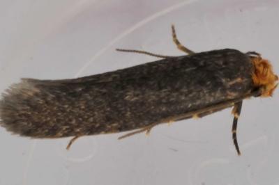 Cephimallota crassiflavella