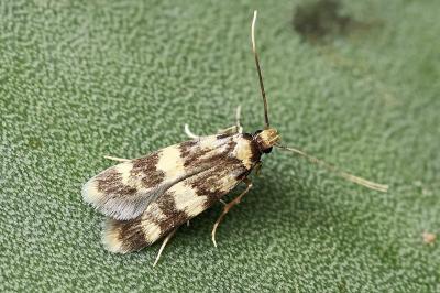 Autostichidae