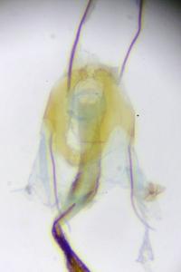 Coleophora pennella