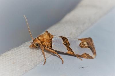 Eugnosta magnificana