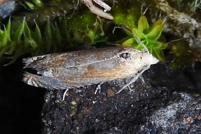 Eucosma