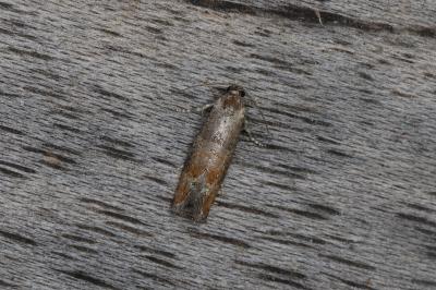 Clavigesta purdeyi