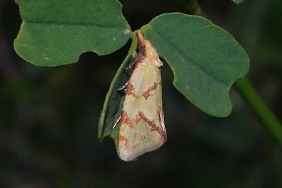 Agapeta hamana