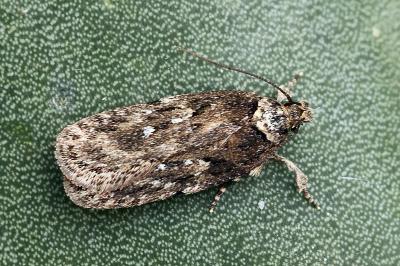 Depressaria radiosquamella
