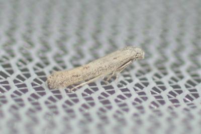 Mondeguina atlanticella