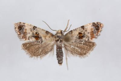 Neocochylis hybridella
