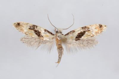 Nemapogon clematellus