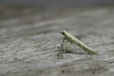 Povolnya leucapennella