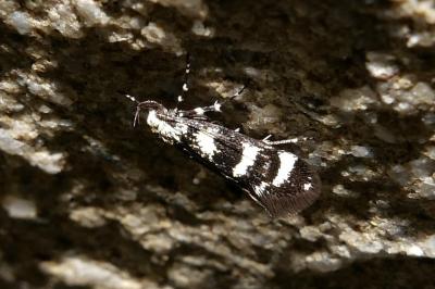 Denisia rhaetica