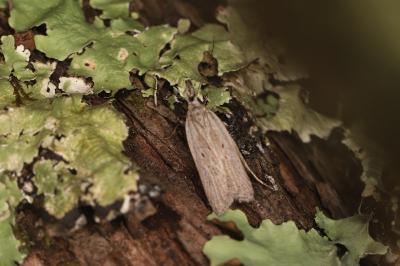 Dichomeris limbipunctella