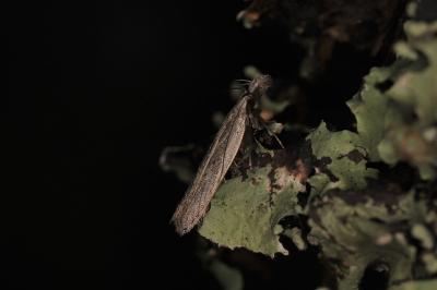 Dichomeris limbipunctella