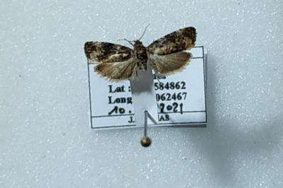 Endothenia oblongana