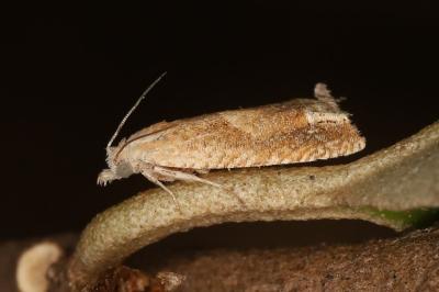 Eucosma conterminana