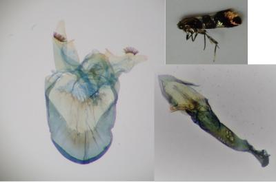 Antispila metallella