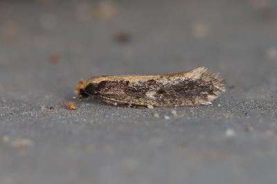 Monopis crocicapitella