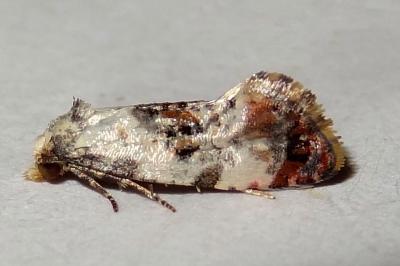 Neocochylis hybridella