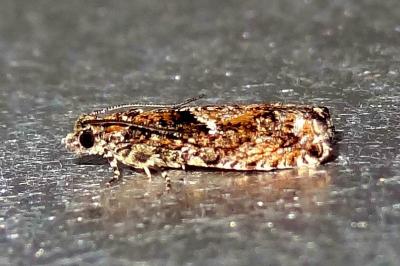 Epinotia immundana