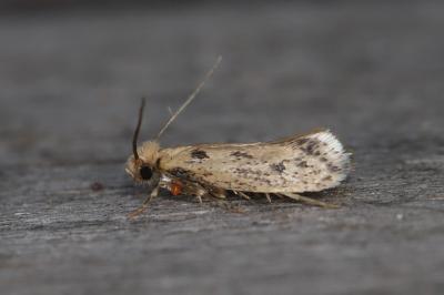 Anomalotinea liguriella