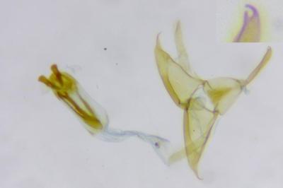 Mompha jurassicella